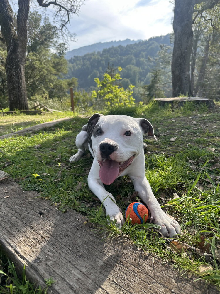 Petey