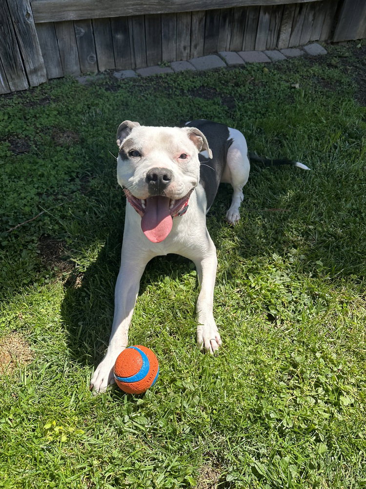 Petey Image