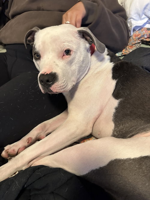 Photo 3 of Petey