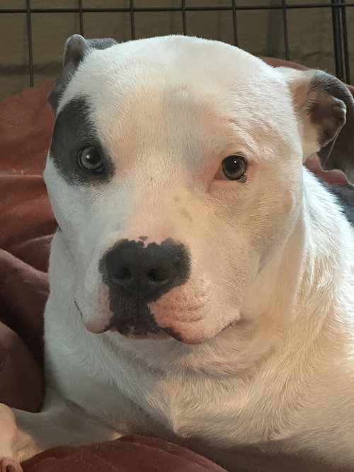 Photo 4 of Petey