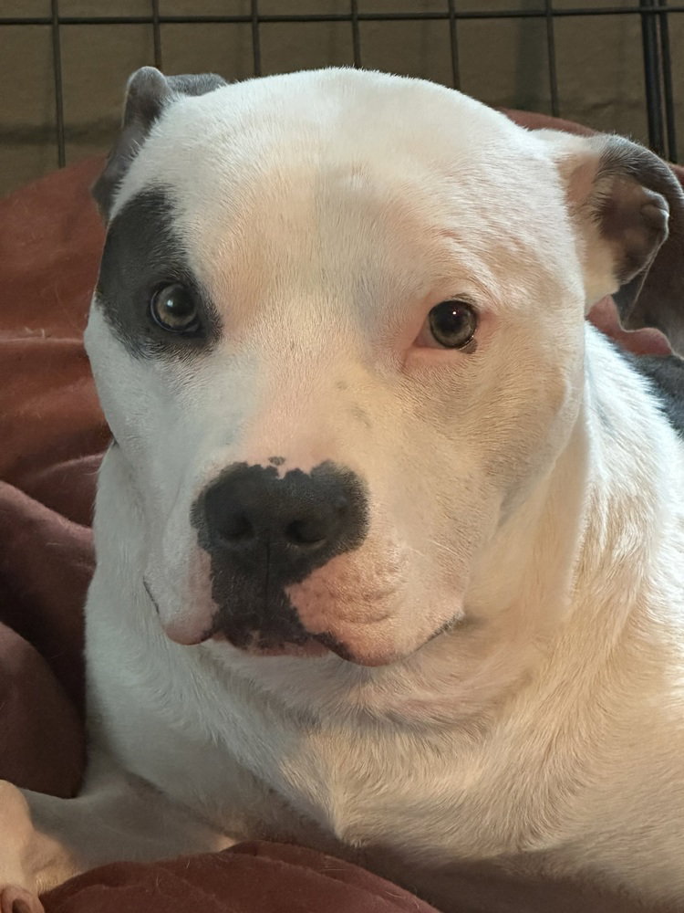 Petey