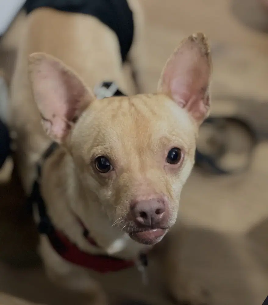Chester Aka Cheddar - Chihuahua