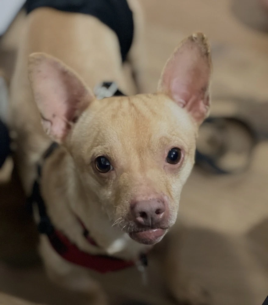 Chester Aka Cheddar