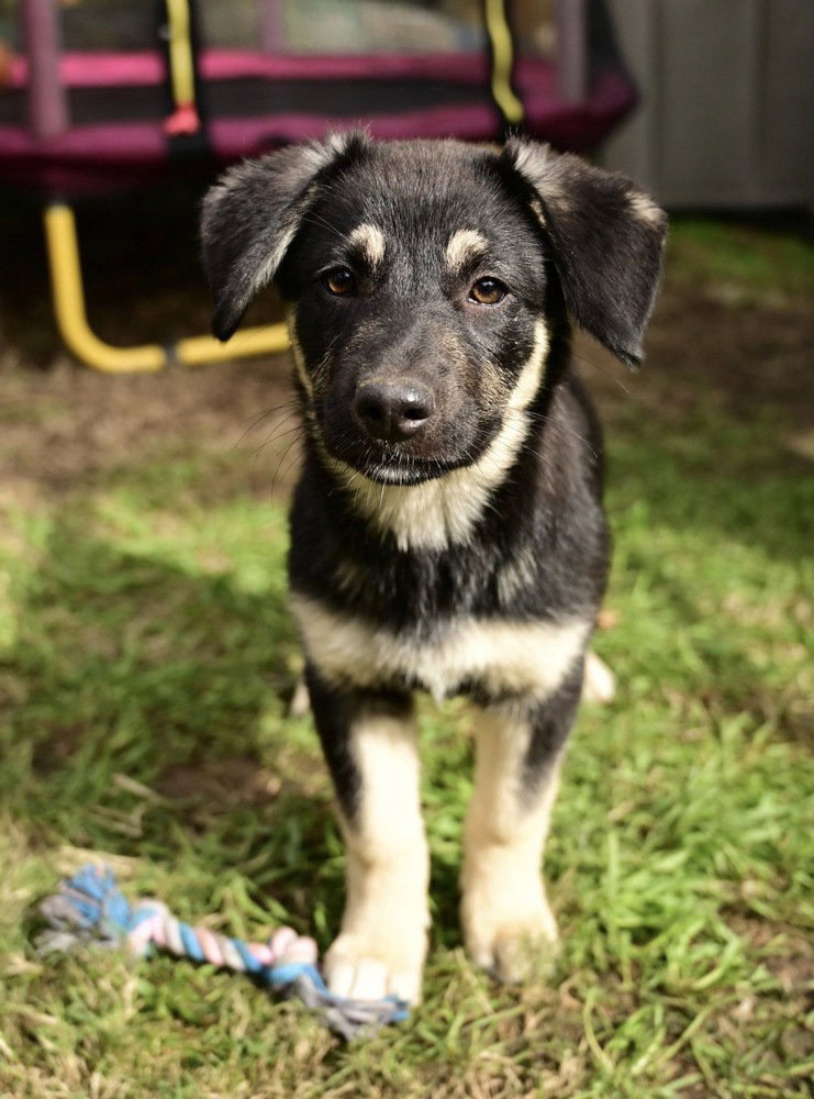 Shepherd