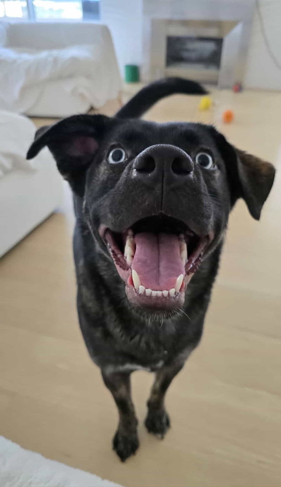 Bella