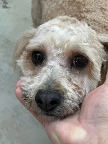 Butters - Poodle (Miniature)
