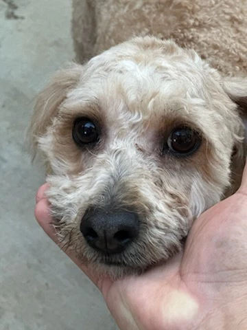 Butters