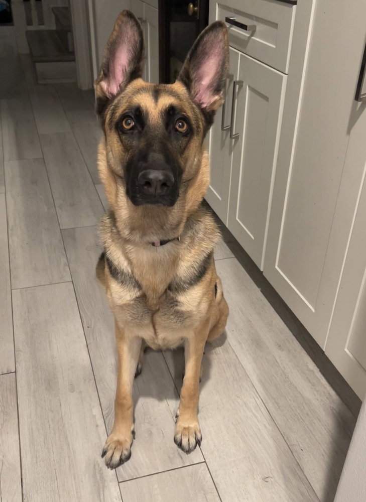 German Shepherd