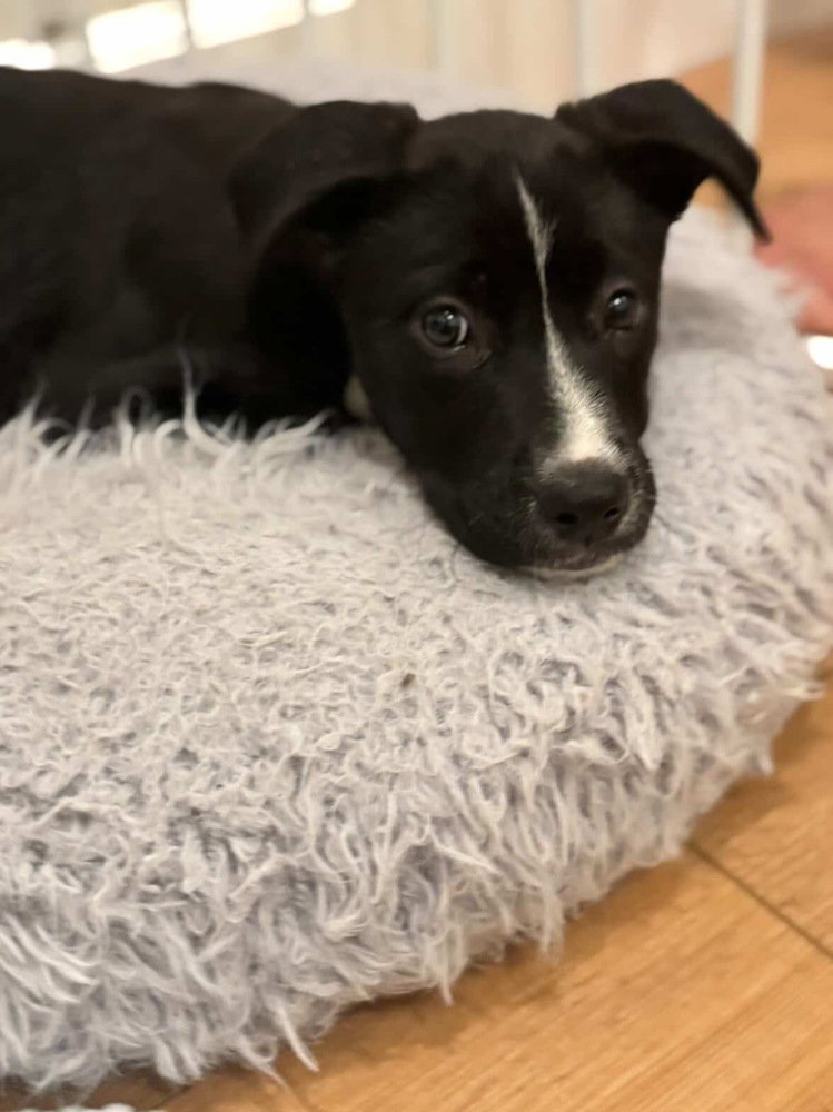 Border Collie