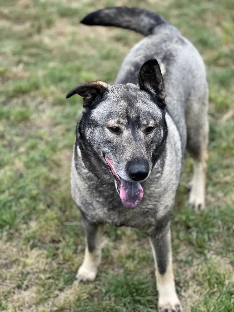 Freida - Norwegian Elkhound
