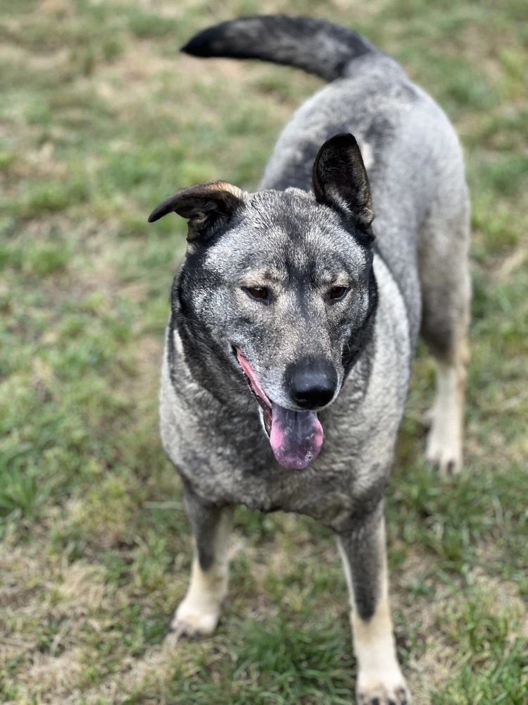 Freida