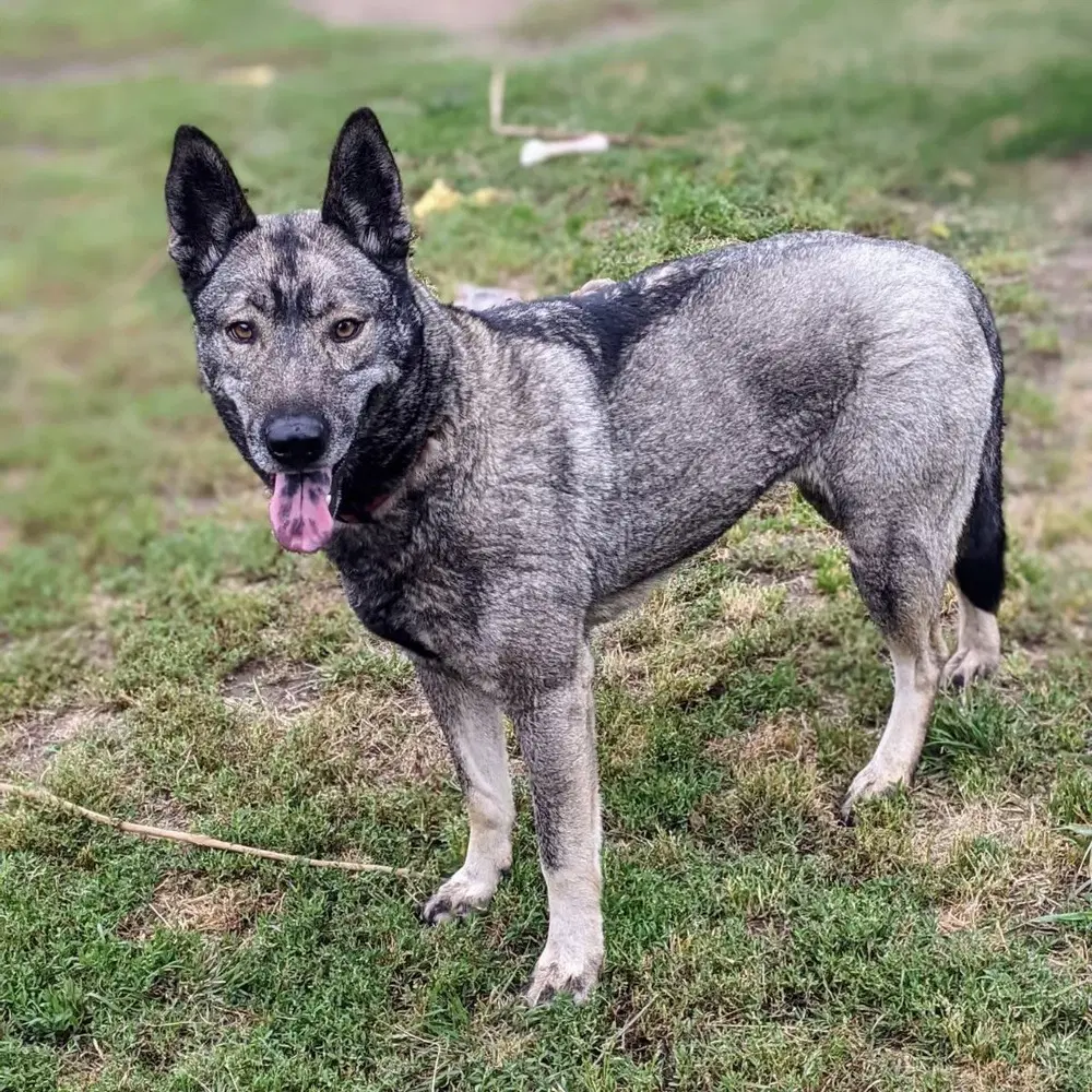 Dallen - Norwegian Elkhound