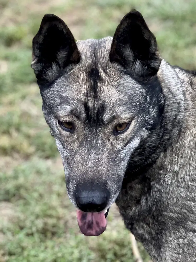 Dallen image 2