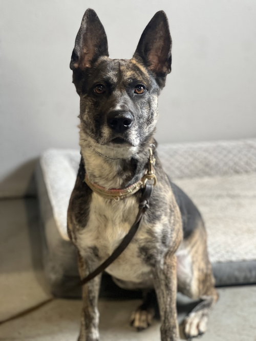 Ori, an adoptable Dutch Shepherd in Dana Point, CA