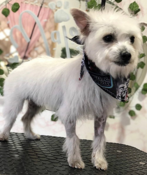Cha cha & Churro, an adoptable Maltese in Dana Point, CA