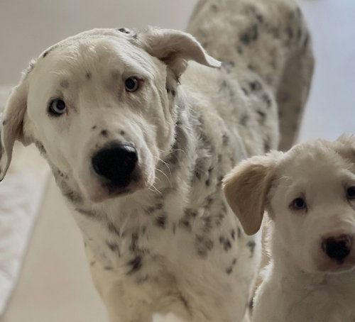 Juniper, an adoptable Catahoula Leopard Dog in Dana Point, CA