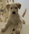 Pearl - Photo 2