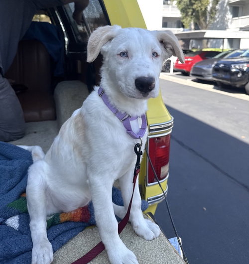 PEARL - Great Pyrenees / Australian Cattle Dog/Blue Heeler available for adoption