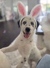Opie - Photo 1