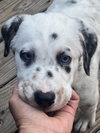Opie - Photo 2