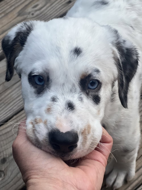 OPIE - Great Pyrenees / Australian Cattle Dog/Blue Heeler available for adoption