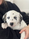 Opie - Photo 3