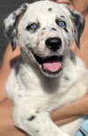 Opie - Photo 4