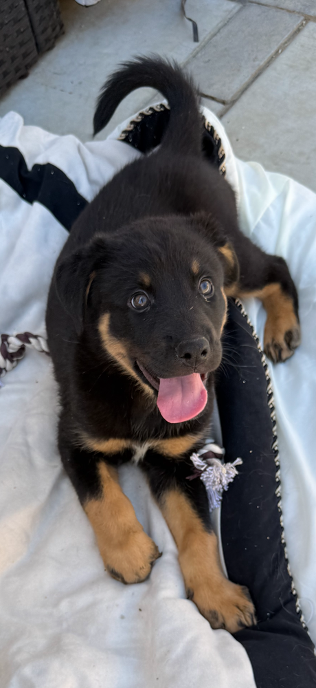 Rodeo, an adoptable German Shepherd Dog in Dana Point, CA