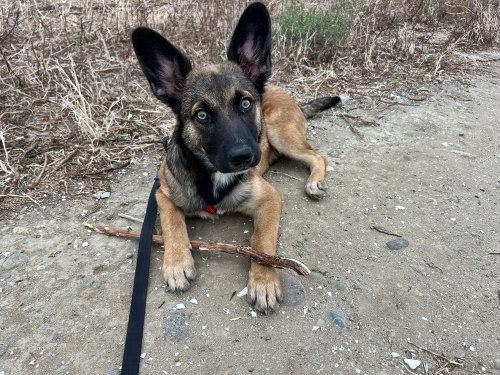 Fig, an adoptable Shepherd in Dana Point, CA