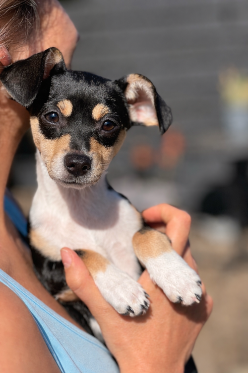 TALLULAH - Chihuahua / Dachshund available for adoption