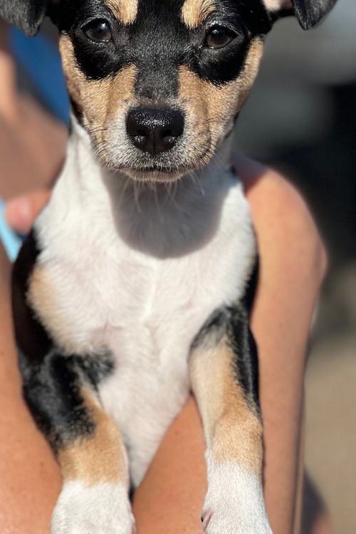 TALLULAH - Chihuahua / Dachshund available for adoption