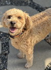 Teddy - Photo 1