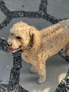 Teddy - Photo 2
