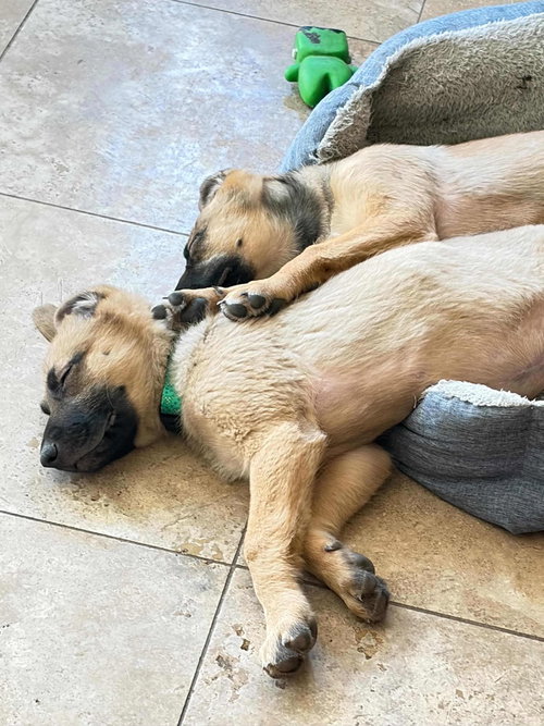CLYDE - Shepherd available for adoption