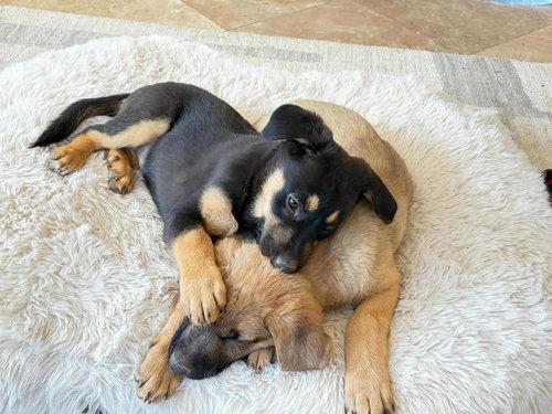 PHEONIX - Shepherd available for adoption