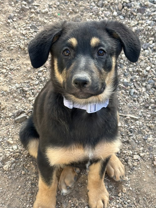 PHEONIX - Shepherd available for adoption
