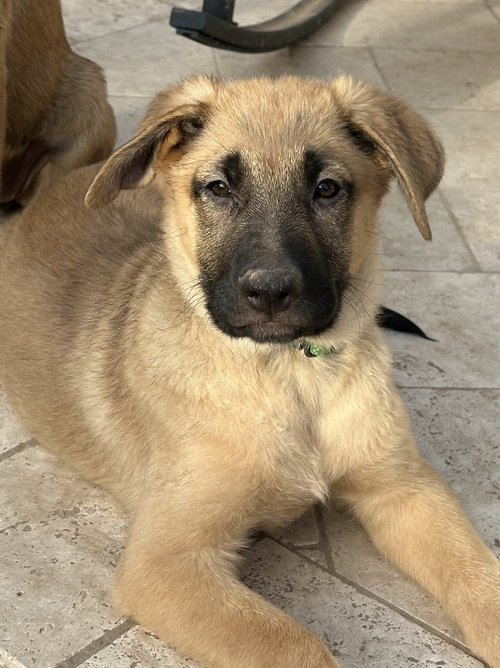 BONNIE - Shepherd available for adoption