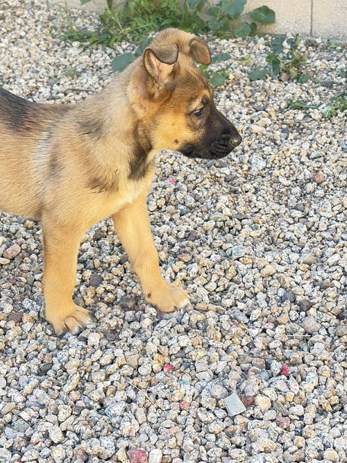 BONNIE - Shepherd available for adoption