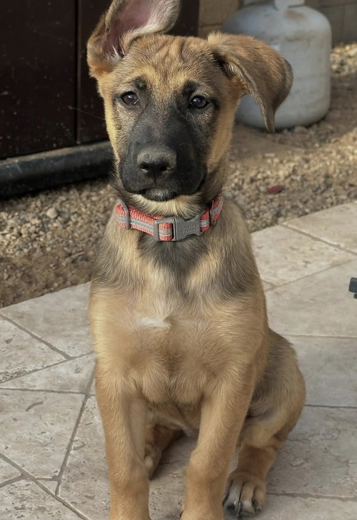 Bonnie, an adoptable Shepherd in Dana Point, CA