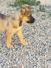 Bonnie - Photo 2