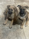 Bonnie - Photo 3