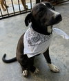 Jett - Photo 2