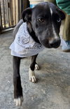 Jett - Photo 3