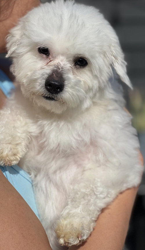 ZUKEY - Yorkshire Terrier Yorkie / Poodle (Miniature) available for adoption