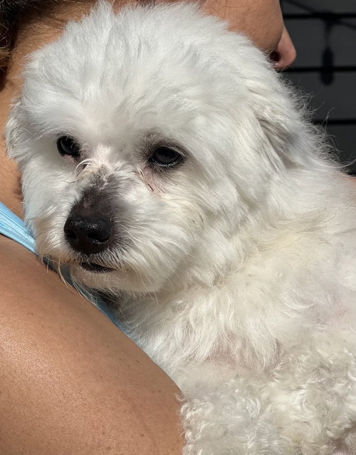 ZUKEY - Yorkshire Terrier Yorkie / Poodle (Miniature) available for adoption