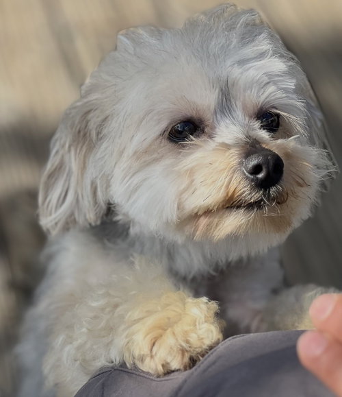 SISSY - Yorkshire Terrier Yorkie / Poodle (Miniature) available for adoption