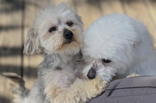 SISSY - Yorkshire Terrier Yorkie / Poodle (Miniature) available for adoption