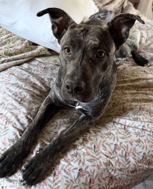 Delta, a dog for adoption from Love All Animals