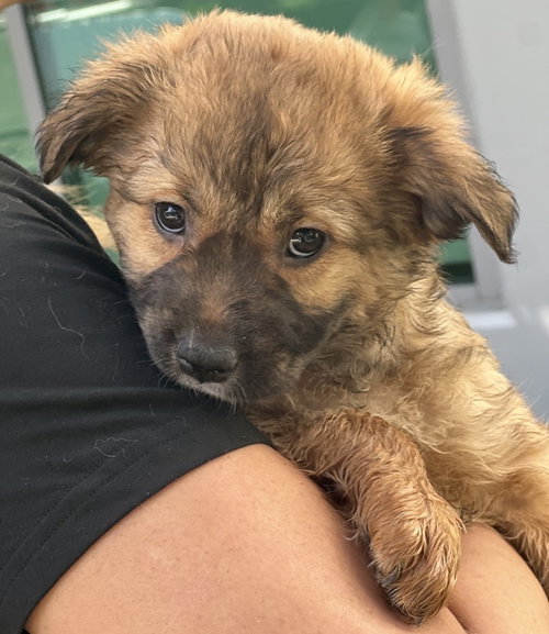 Alice, an adoptable Cocker Spaniel in Dana Point, CA