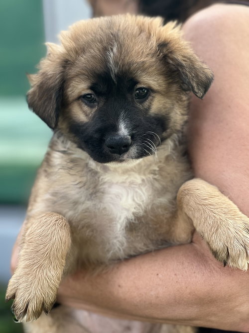 COSMO - Cocker Spaniel available for adoption